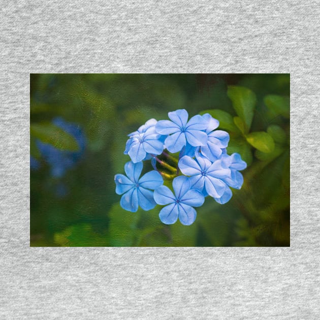 Plumbago Blue by dianecmcac